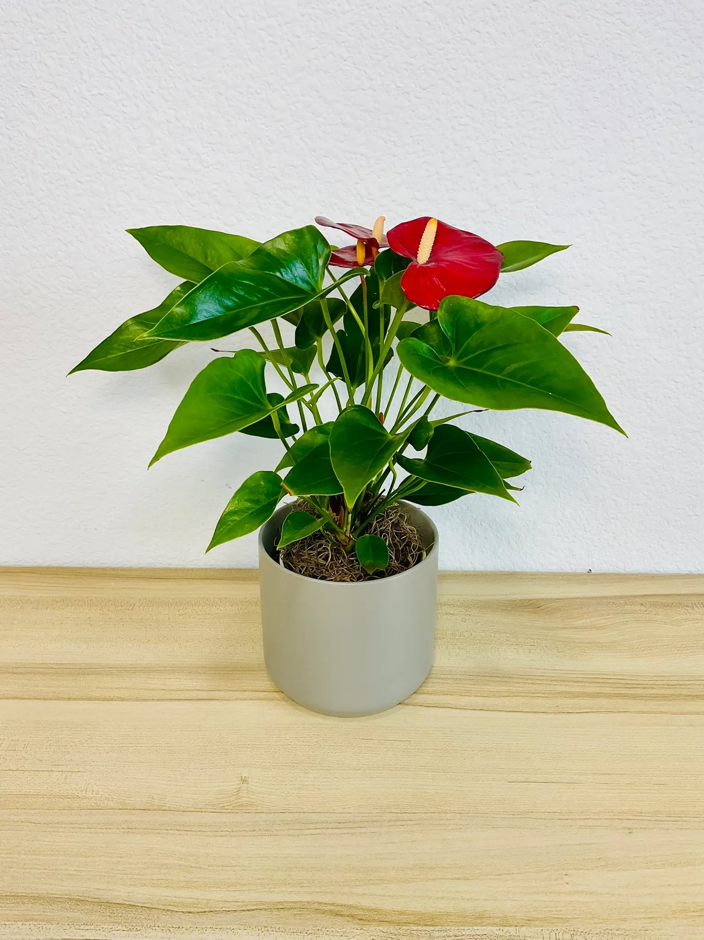 Red Anthurium plant with glossy red flowers in a gray ceramic pot tilted view