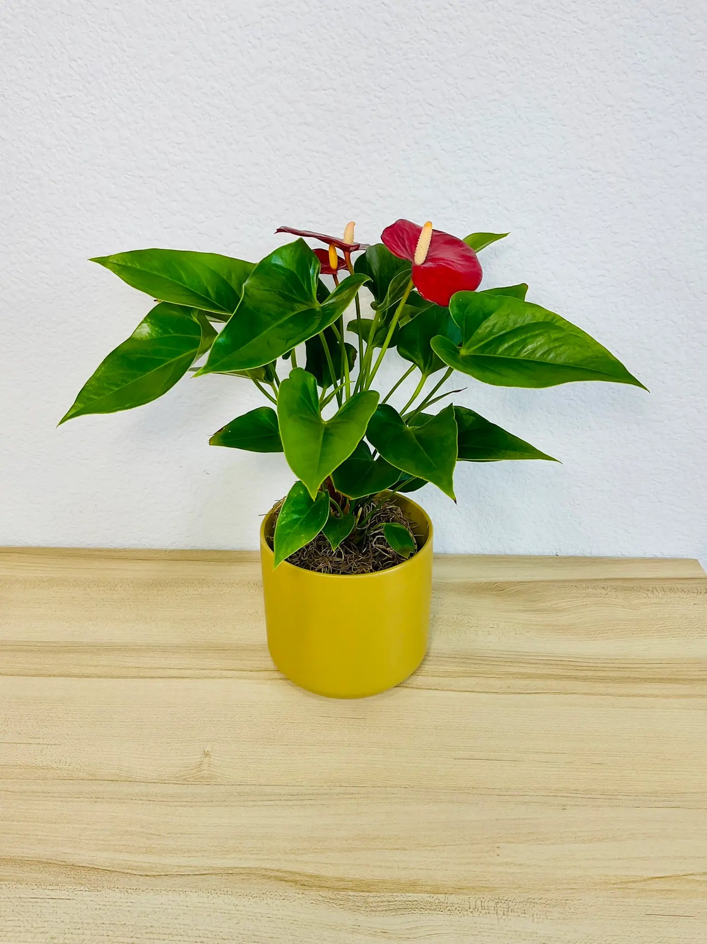 Red Anthurium plant with glossy red flowers in a ochre ceramic pot tilted view