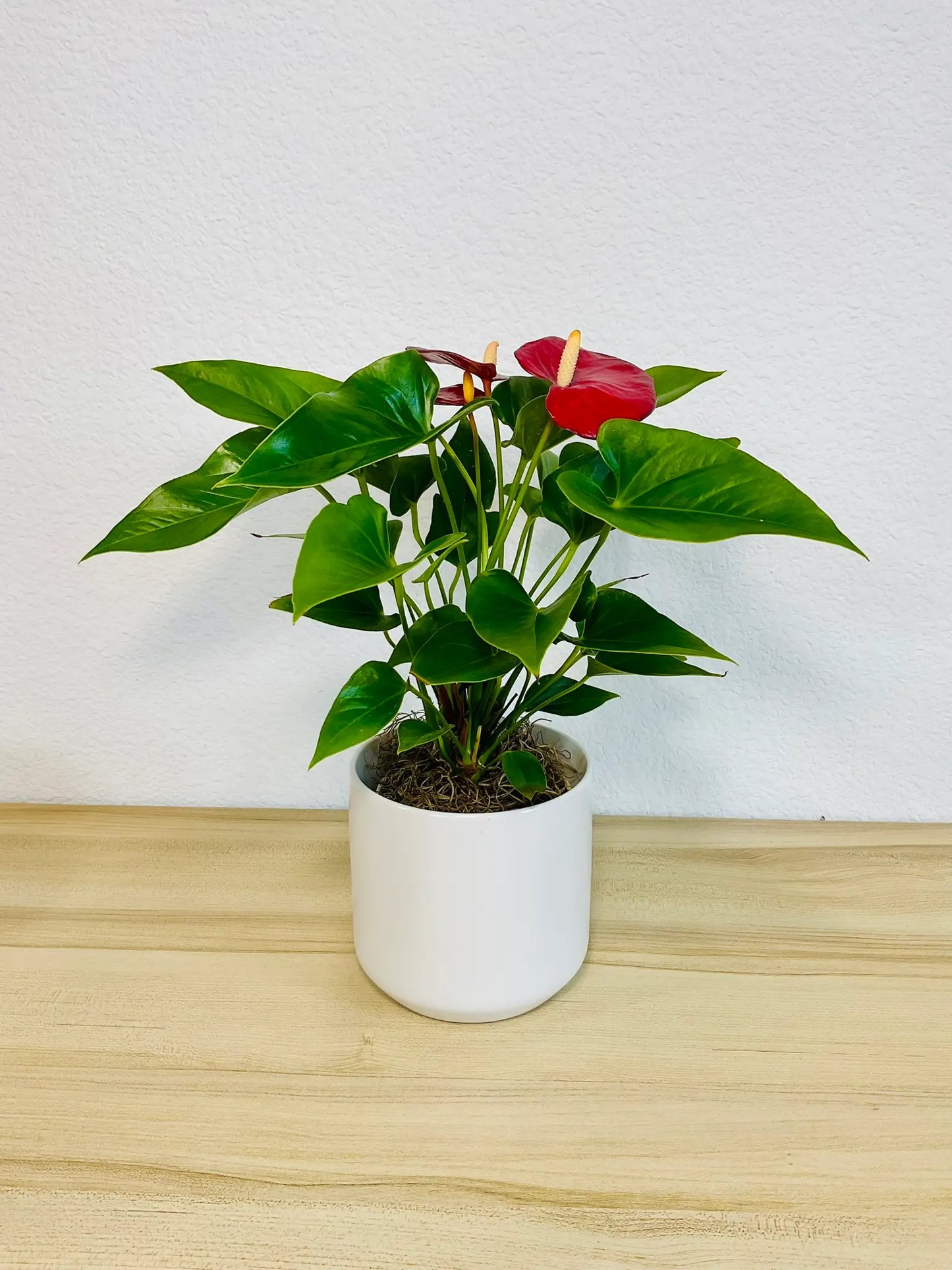 Red Anthurium plant with glossy red flowers in a white ceramic pot front view