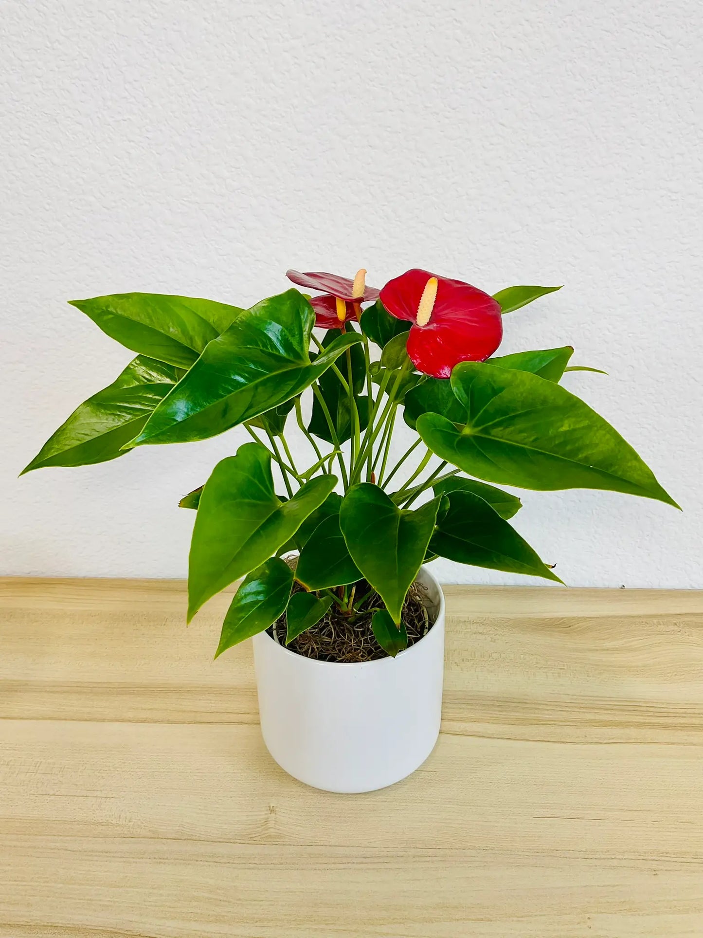 Red Anthurium plant with glossy red flowers in a white ceramic pot tilted view