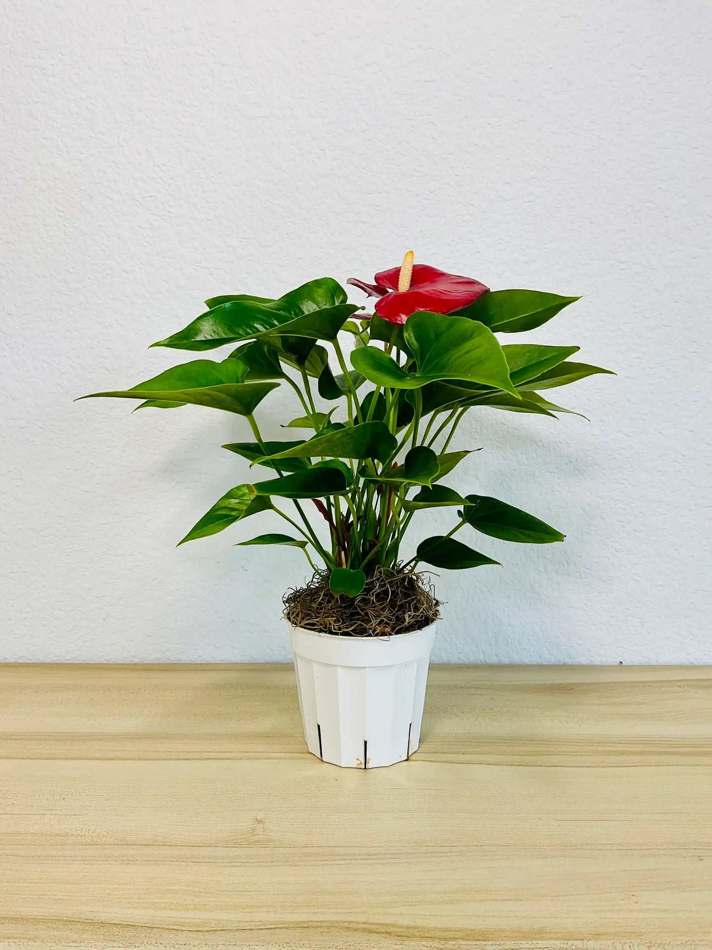 Red Anthurium plant with glossy red flowers in a white grow pot