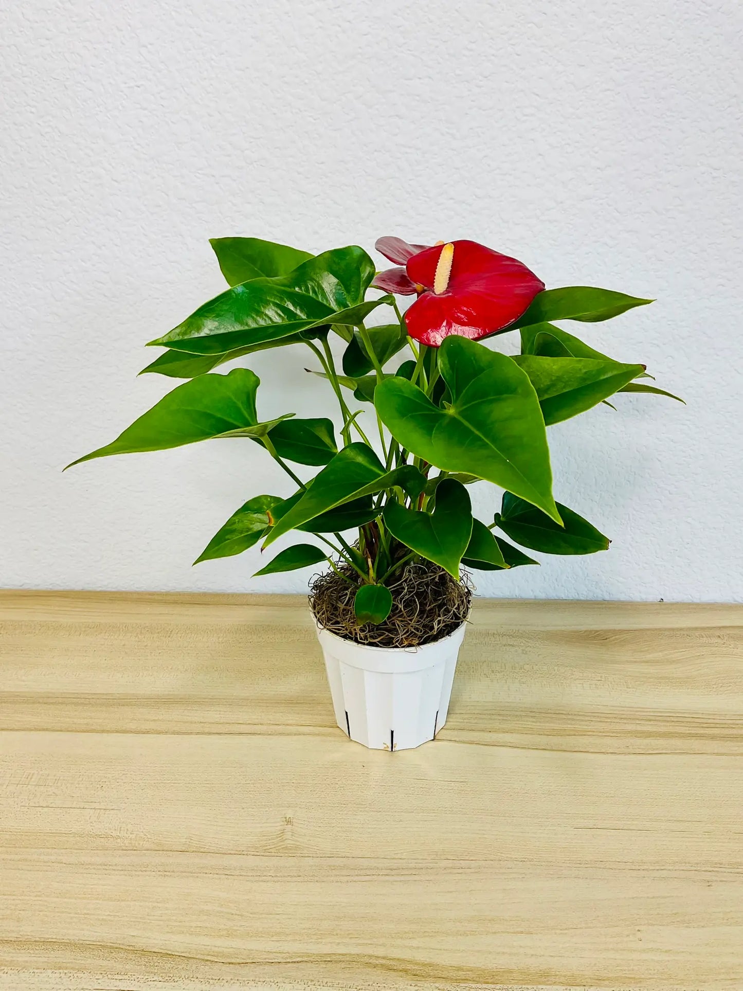 Red Anthurium plant with glossy red flowers in a white grow pot tilted view