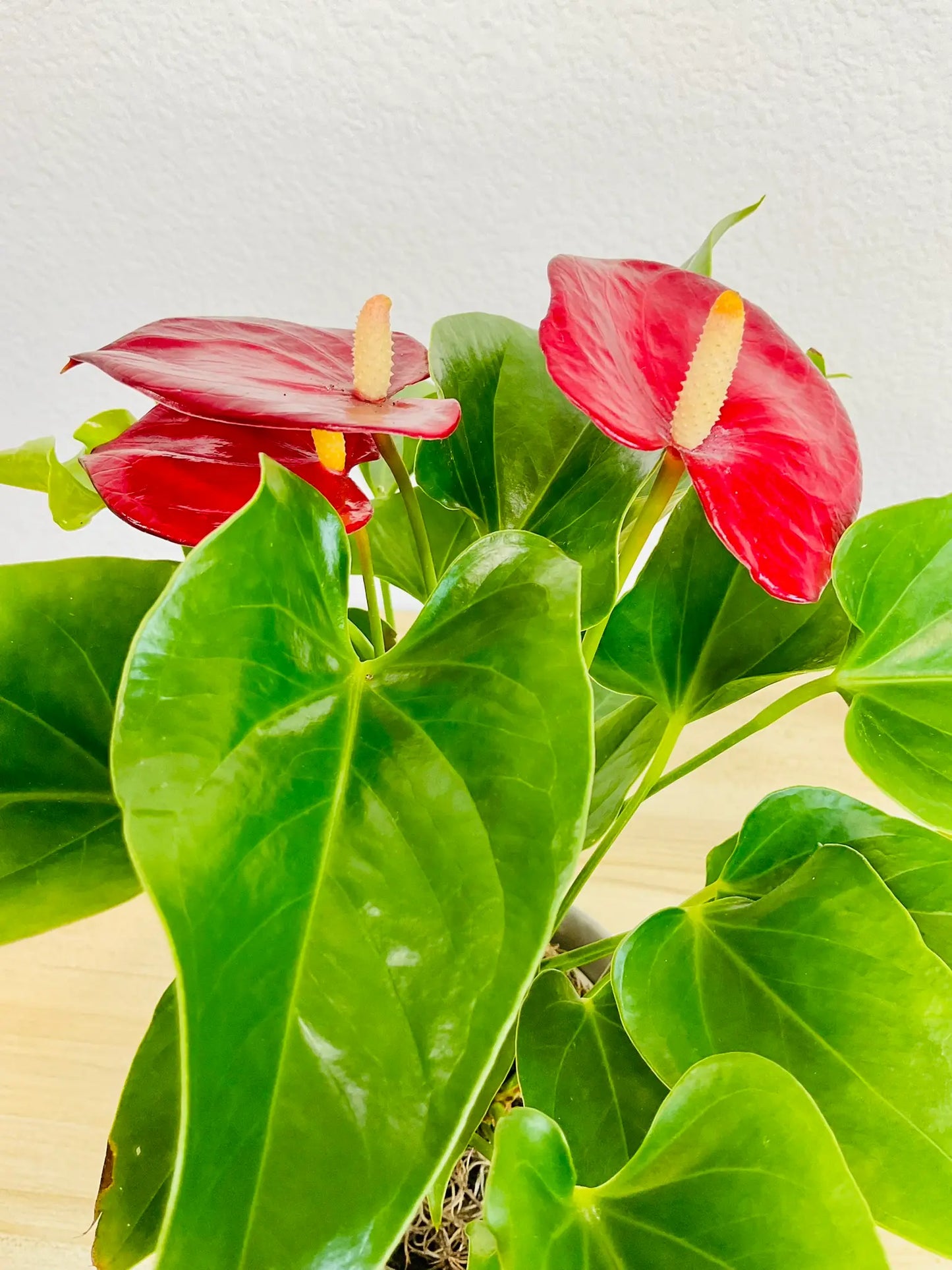 Red Anthurium plant with glossy red flowers close view