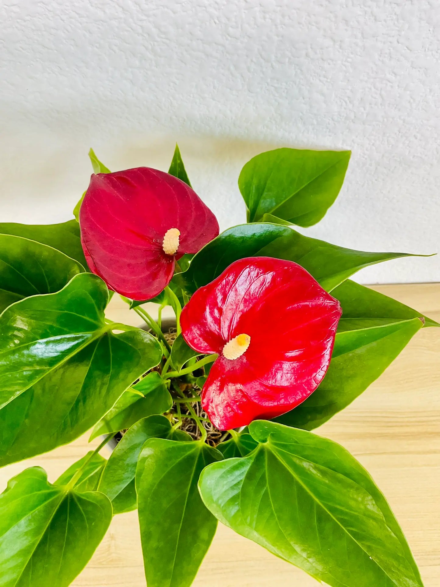 Red Anthurium plant with glossy red flowers up close top flamingo view