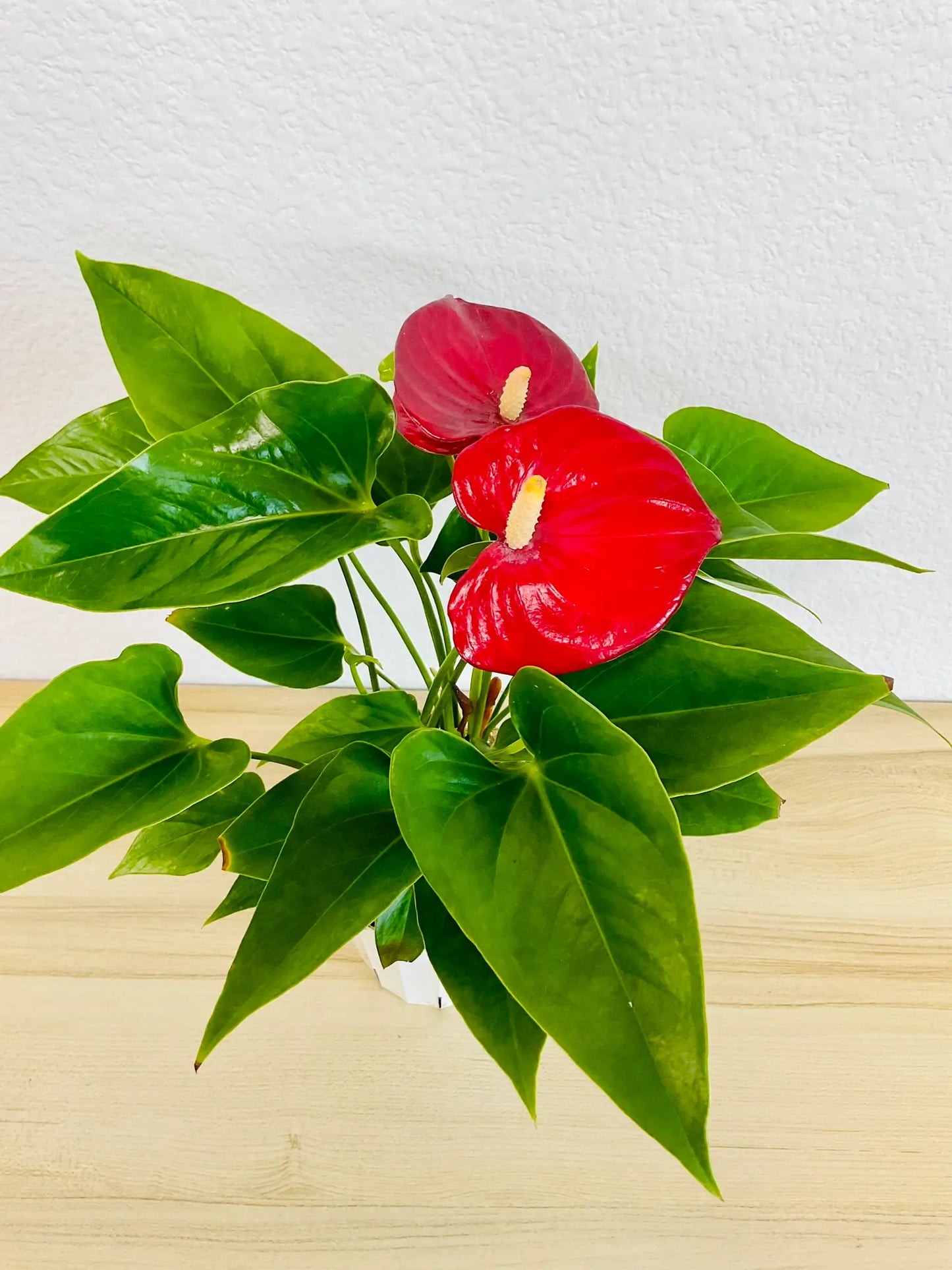 Red Anthurium plant with glossy red flowers top flamingo view