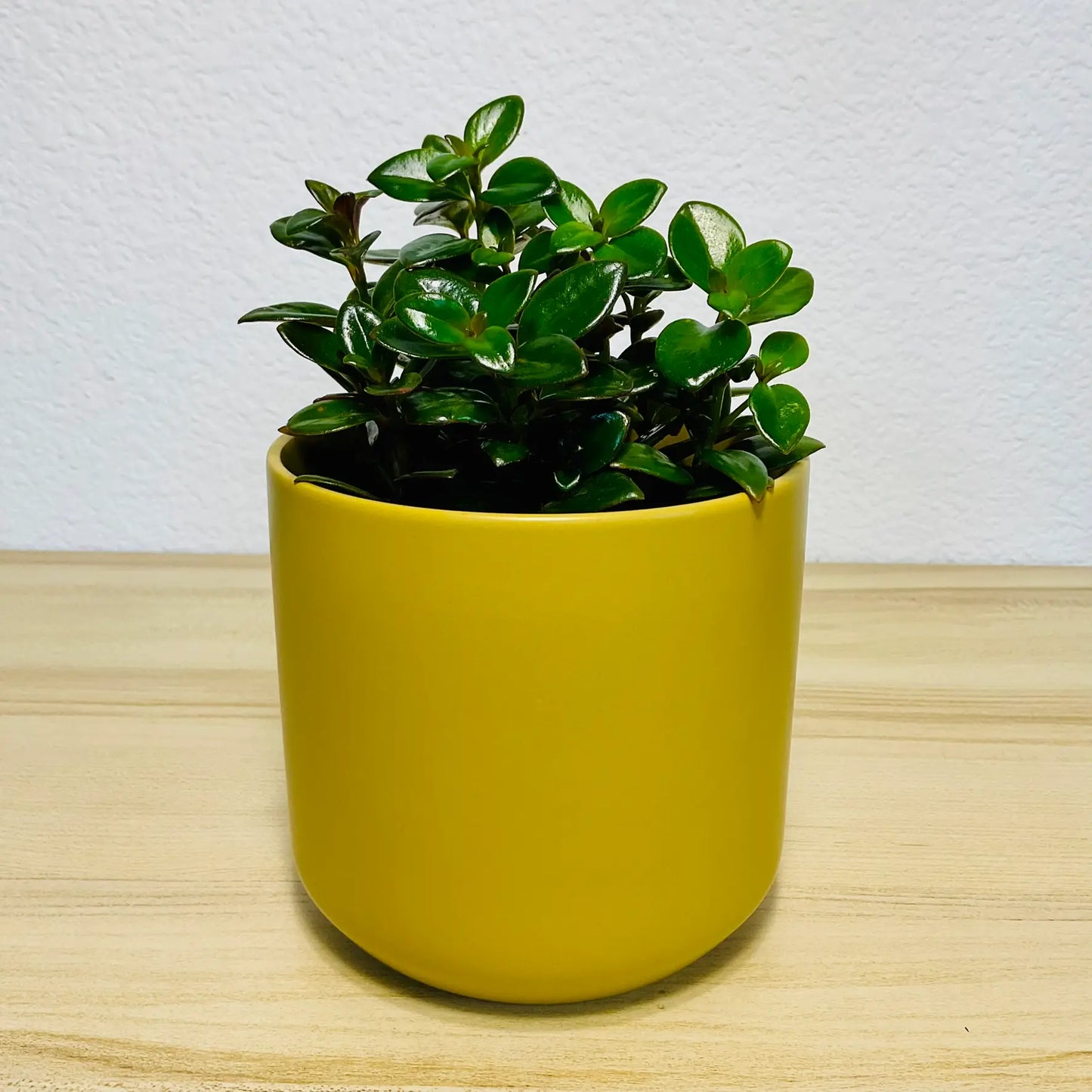 Nematanthus Black Goldfish plant in ochre ceramic pot