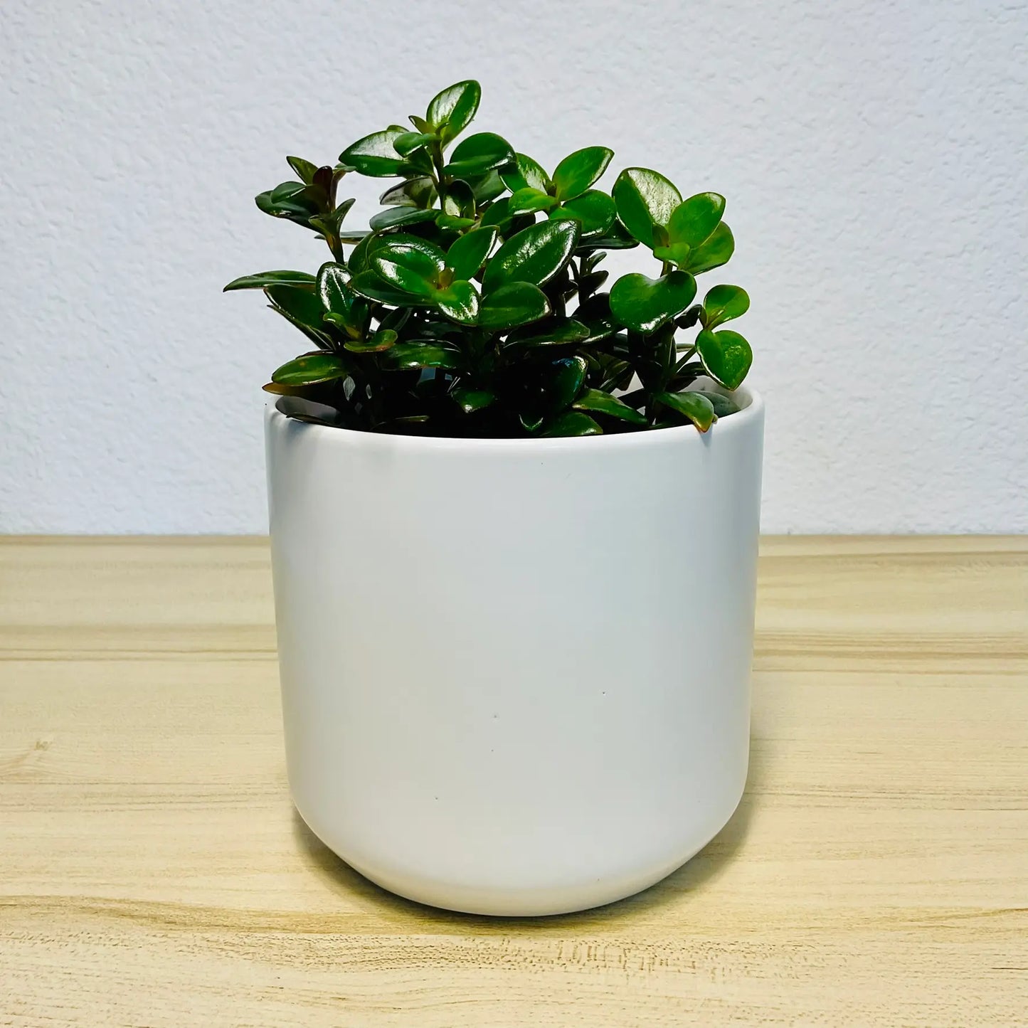 Nematanthus Black Goldfish plant in white ceramic pot