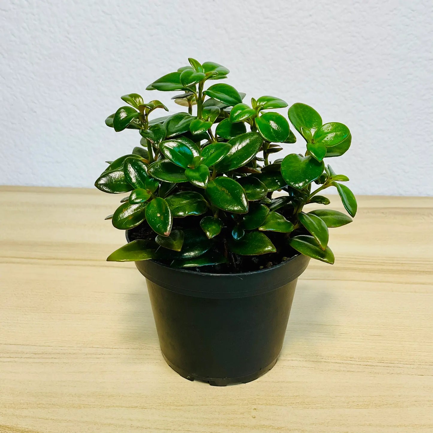 Nematanthus Black Goldfish plant in black grow pot