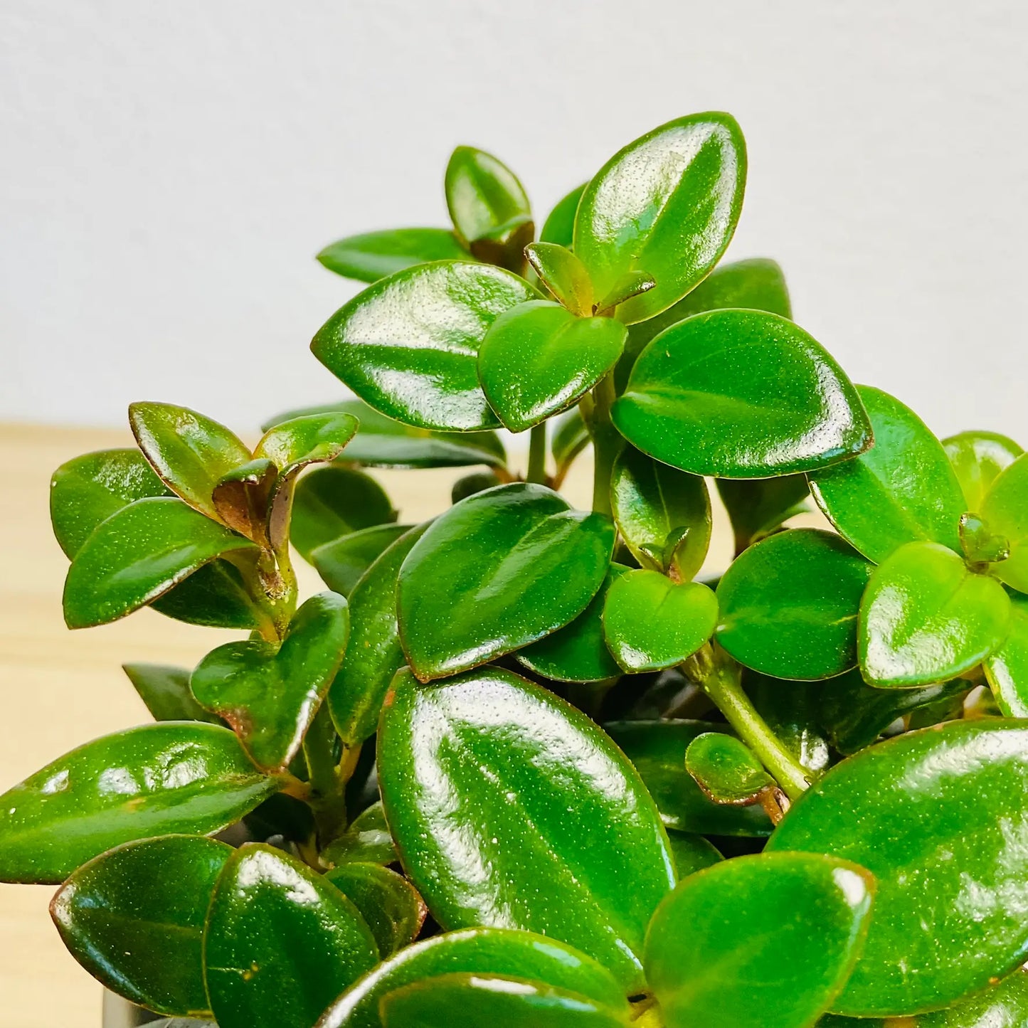 Nematanthus Black Goldfish plant leaves up-close
