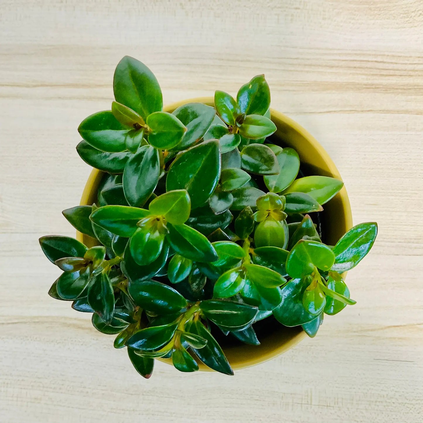 Nematanthus Black Goldfish plant top view