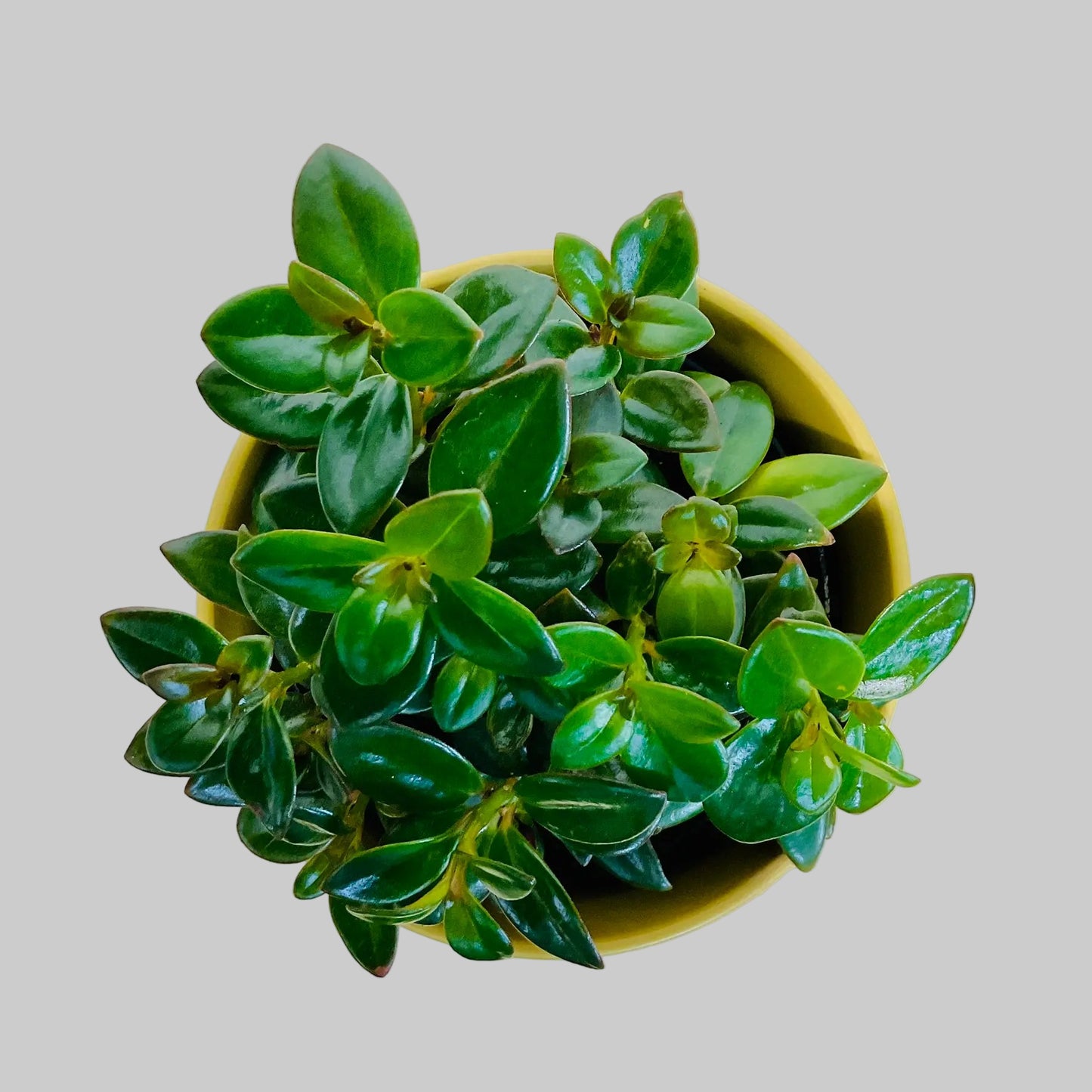 Nematanthus Black Goldfish plant top view