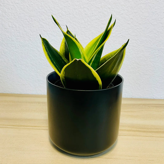 Black Gold Snake Plant with deep green leaves and yellow margins in ceramic black pot