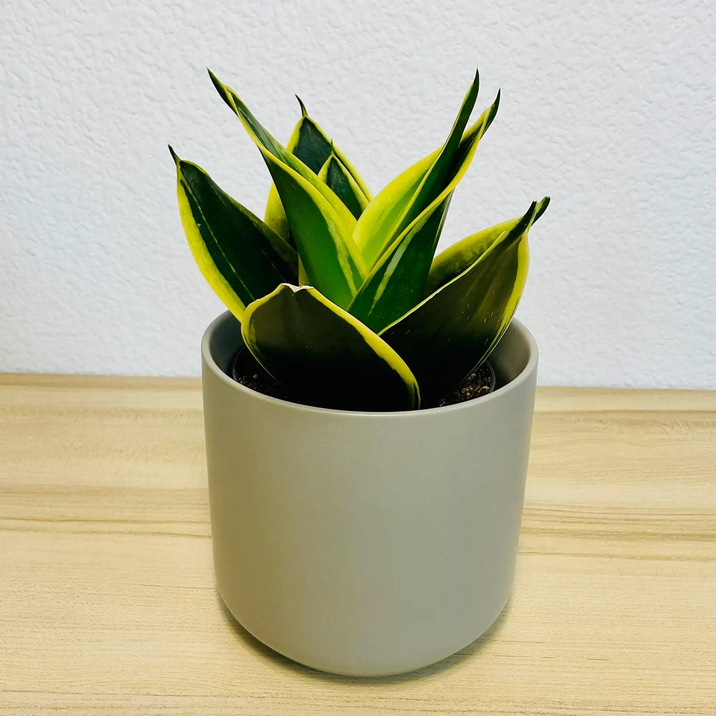 Black Gold Snake Plant with deep green leaves and yellow margins in ceramic gray pot