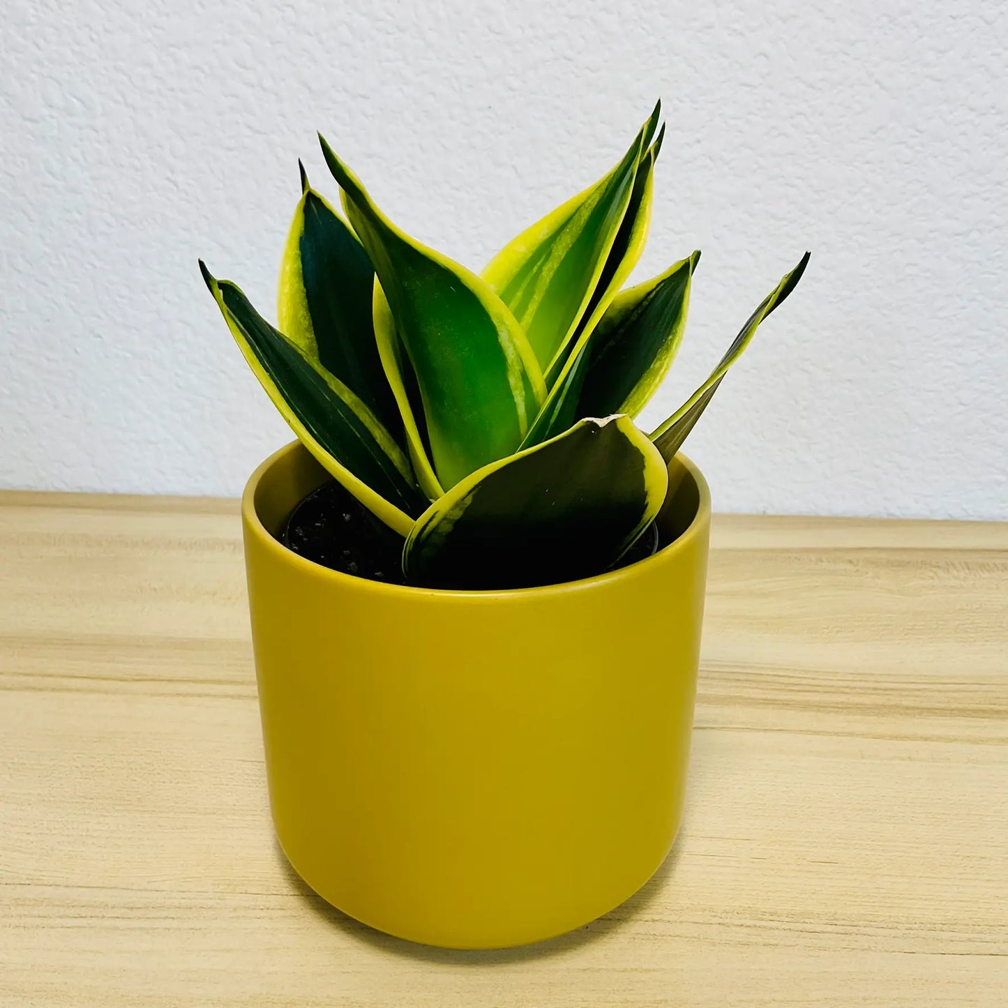 Black Gold Snake Plant with deep green leaves and yellow margins in ceramic ochre pot