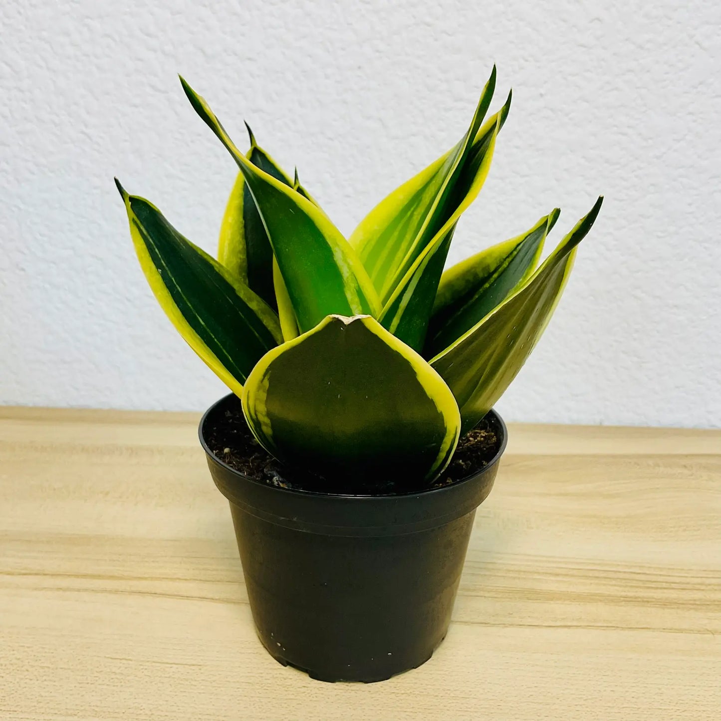 Black Gold Snake Plant with deep green leaves and yellow margins in grow pot