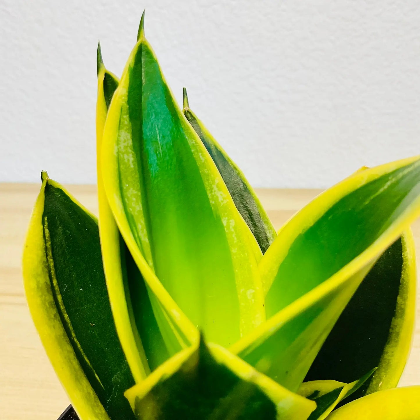 Black Gold Snake Plant up close leaves