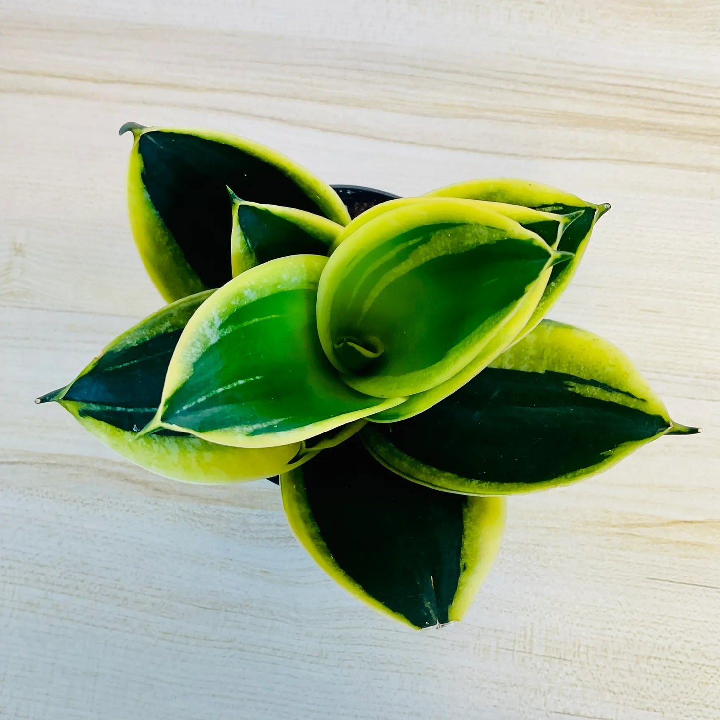 Black Gold Snake Plant with deep green leaves and yellow margins top view