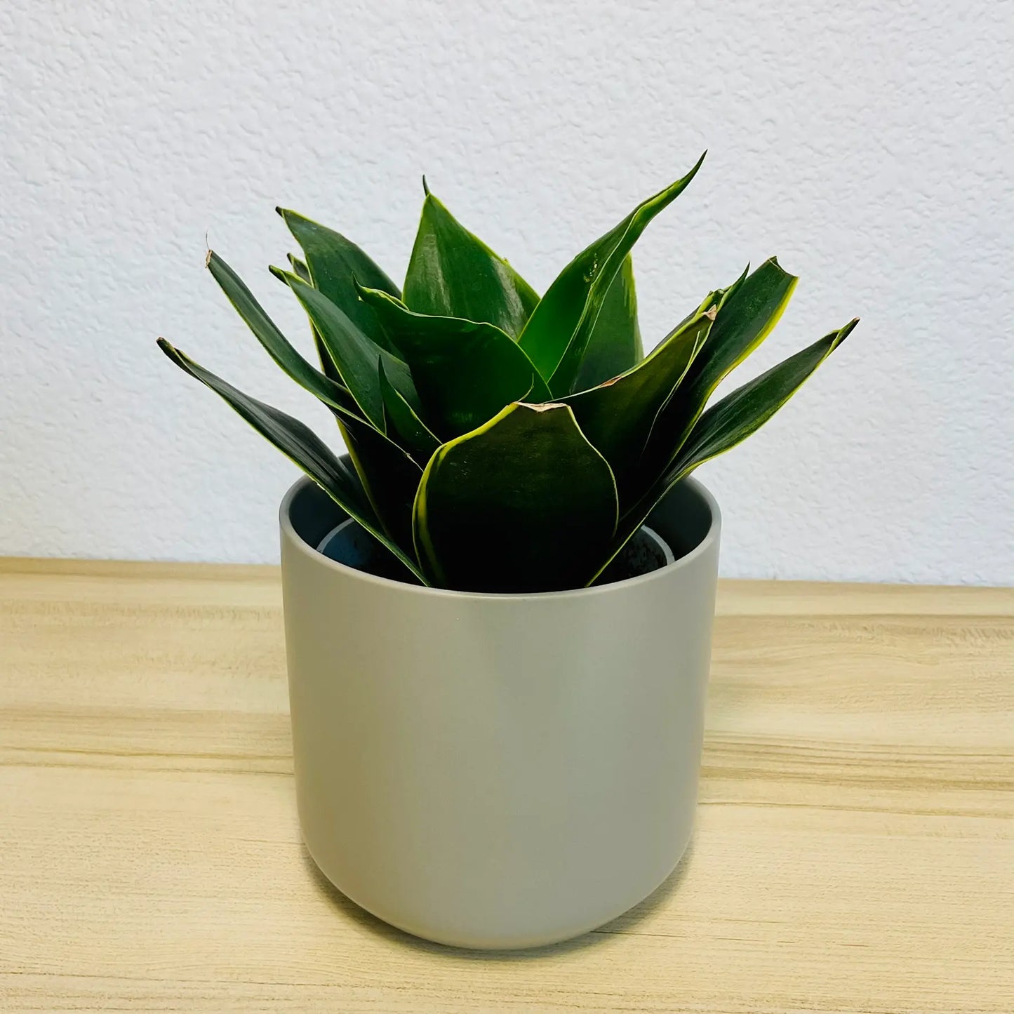 Emerald Star Snake Plant with marbled sword-like leaves in modern ceramic white pot