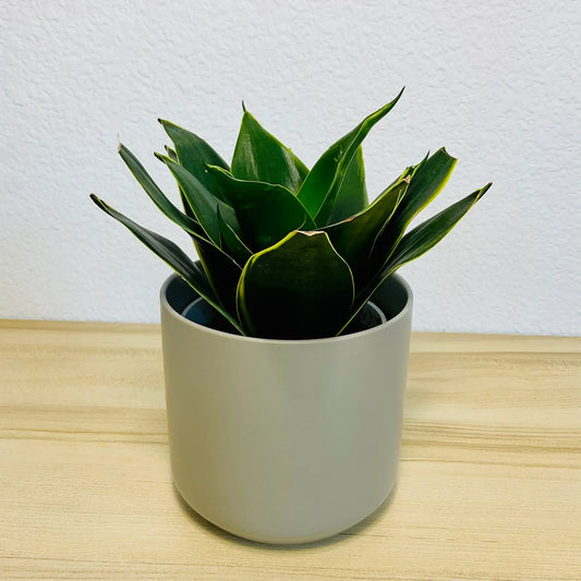 Emerald Star Snake Plant with marbled sword-like leaves in modern ceramic white pot
