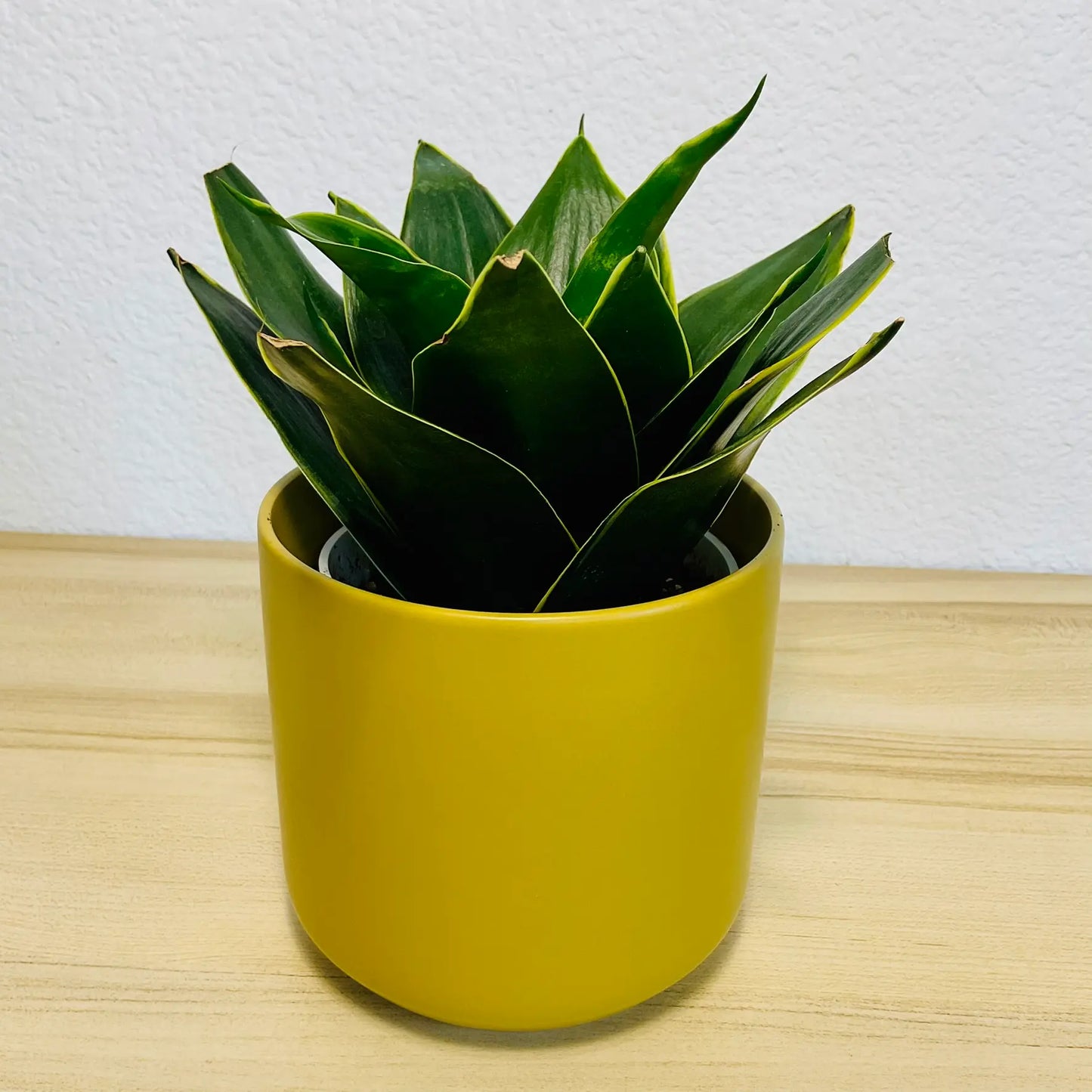 Emerald Star Snake Plant with marbled sword-like leaves in modern ceramic ochre pot