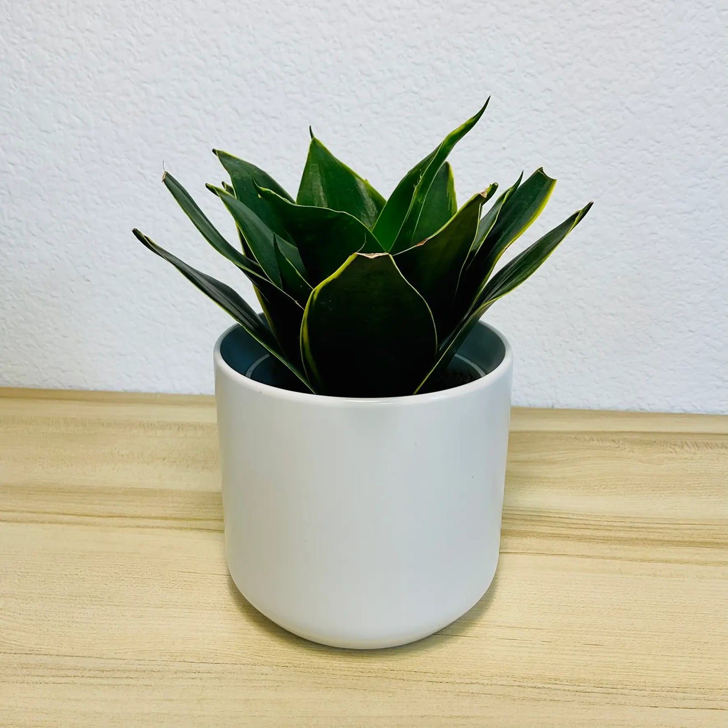 Emerald Star Snake Plant with marbled sword-like leaves in modern ceramic white pot