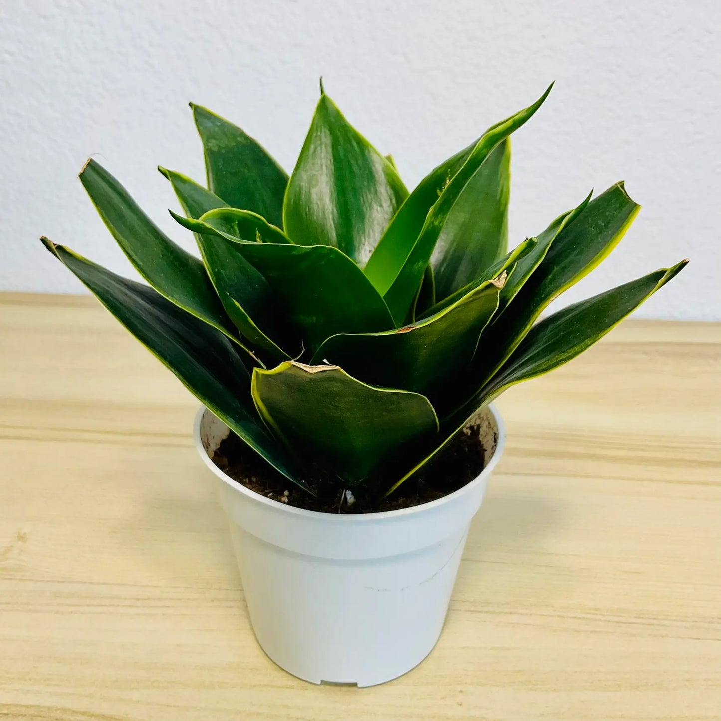Emerald Star Snake Plant with marbled sword-like leaves in grow pot