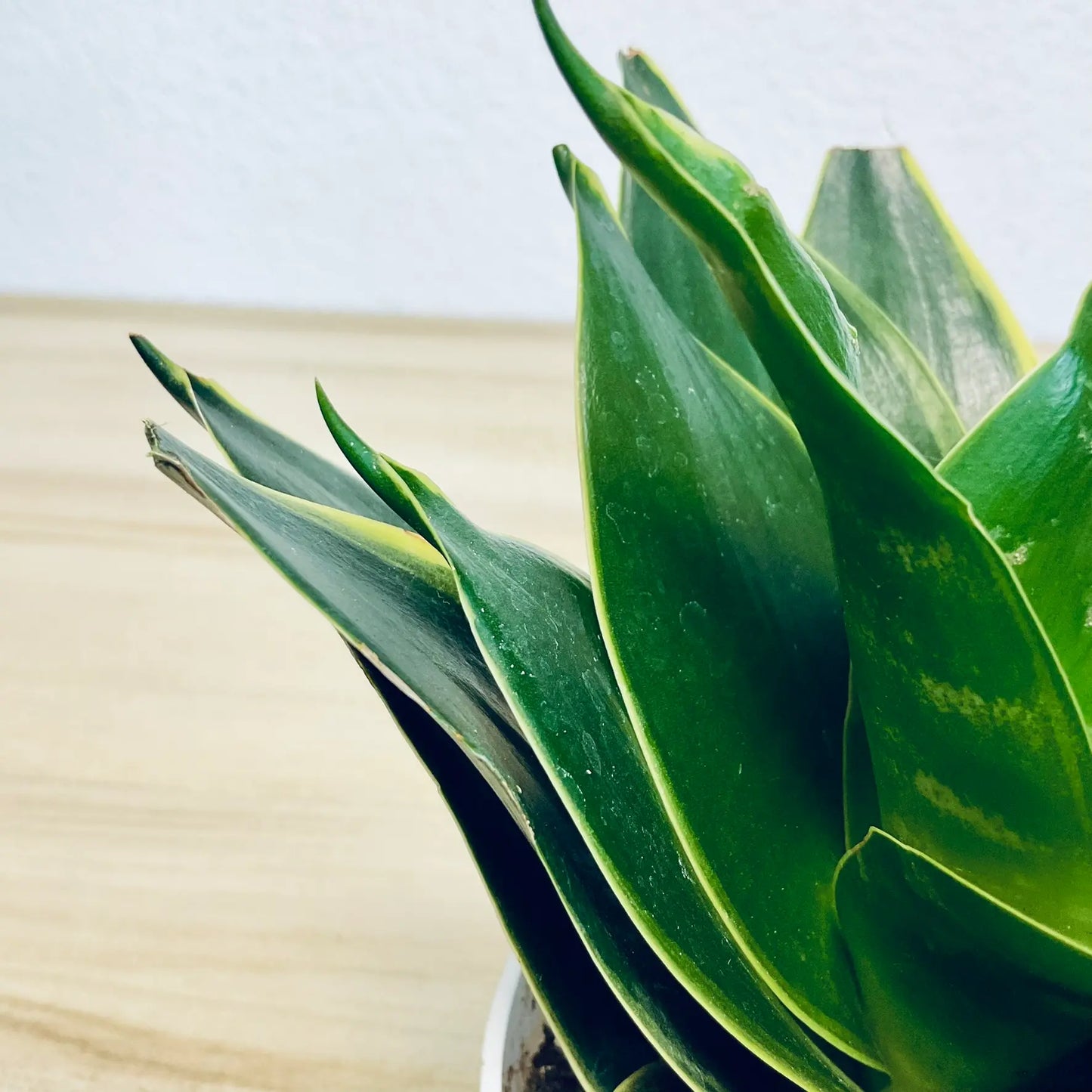 Emerald Star Snake Plant with marbled sword-like leaves up close