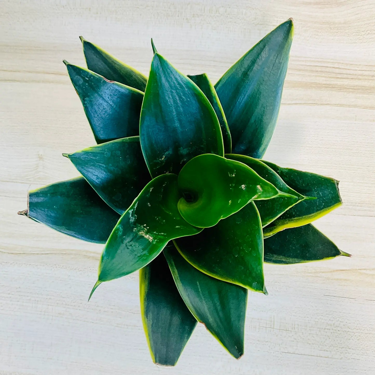 Emerald Star Snake Plant with marbled sword-like leaves top view