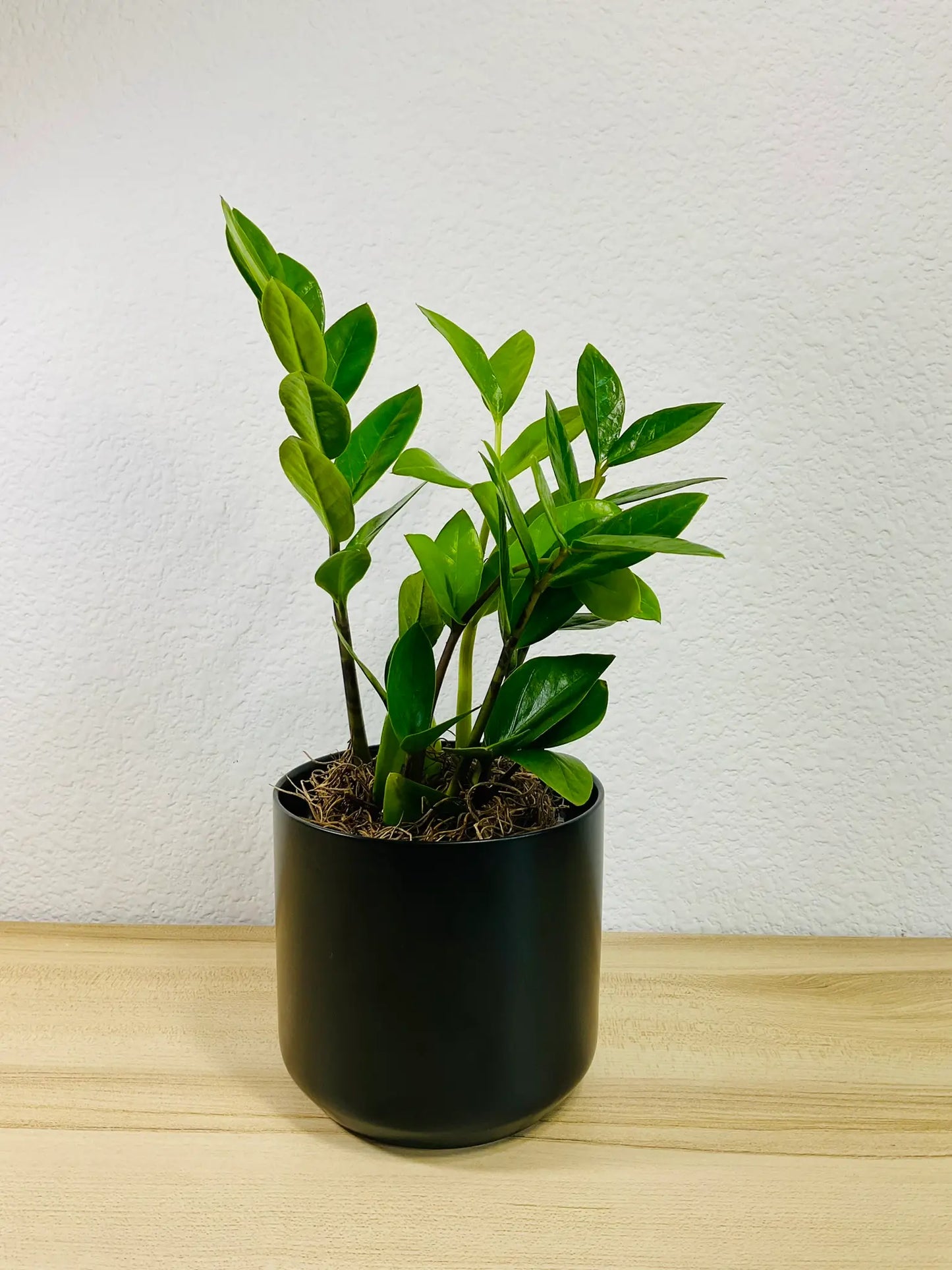 Small ZZ Plant Green in black ceramic pot, tilt view– compact indoor plant gift with glossy leaves, easy care, send gift online
