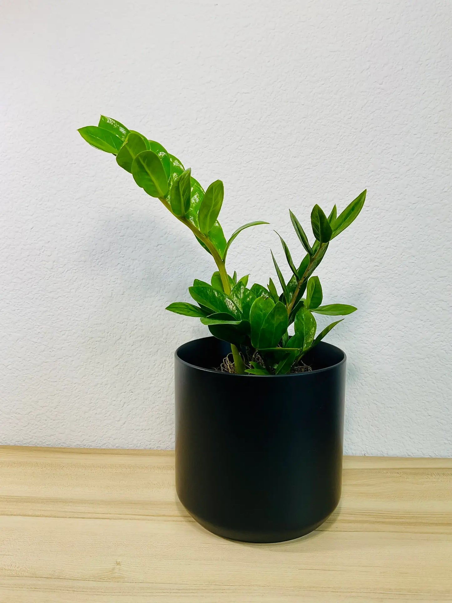 Medium ZZ Plant Green in black ceramic pot – lush indoor plant gift, low maintenance, perfect for online gifting