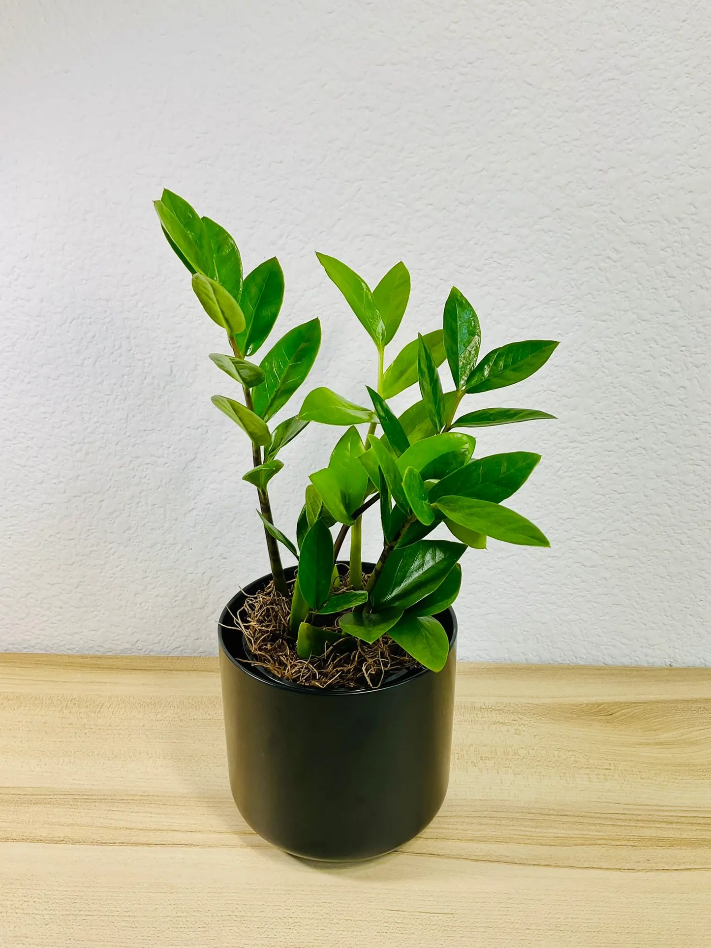 Small ZZ Plant Green in black ceramic pot, tilt view– compact indoor plant gift with glossy leaves, easy care, send gift online