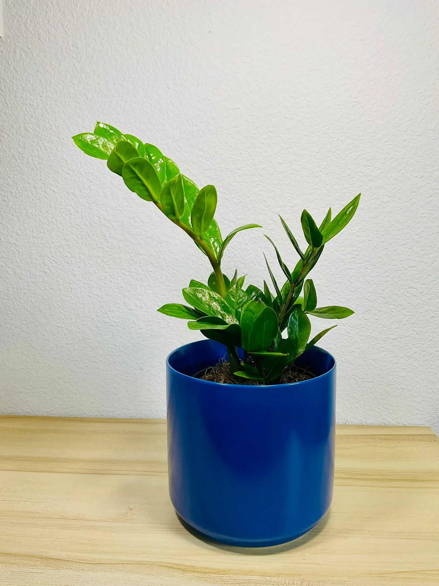 Medium ZZ Plant Green in blue ceramic pot – lush indoor plant gift, low maintenance, perfect for online gifting