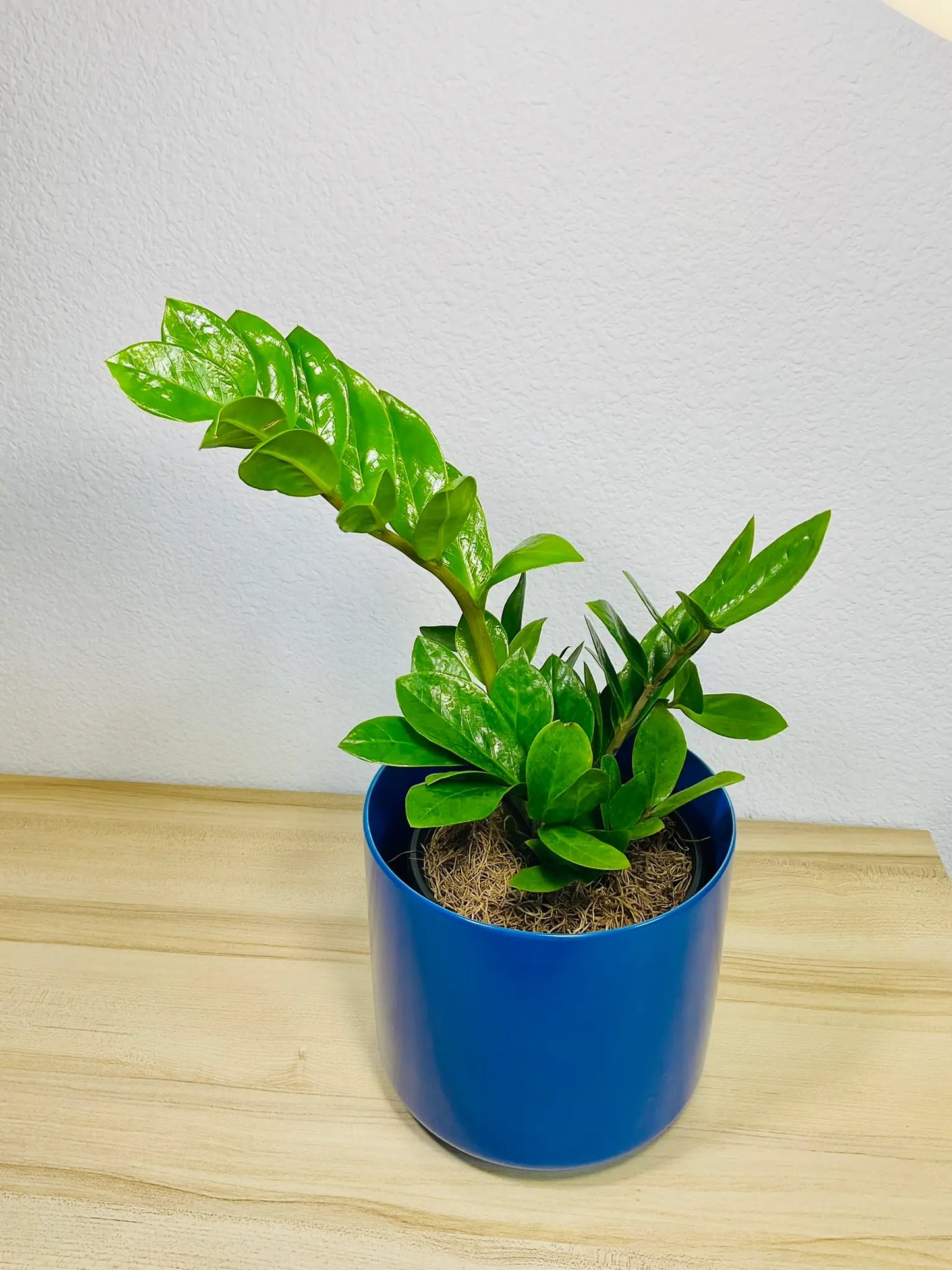 Medium ZZ Plant Green in blue ceramic pot, tilt view – lush indoor plant gift, low maintenance, perfect for online gifting