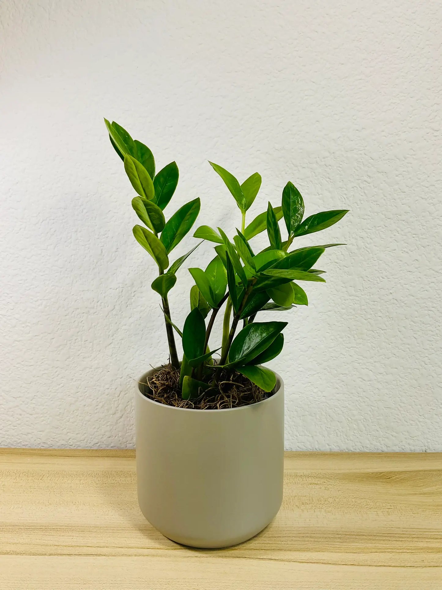 Small ZZ Plant Green in gray ceramic pot– compact indoor plant gift with glossy leaves, easy care, send gift online