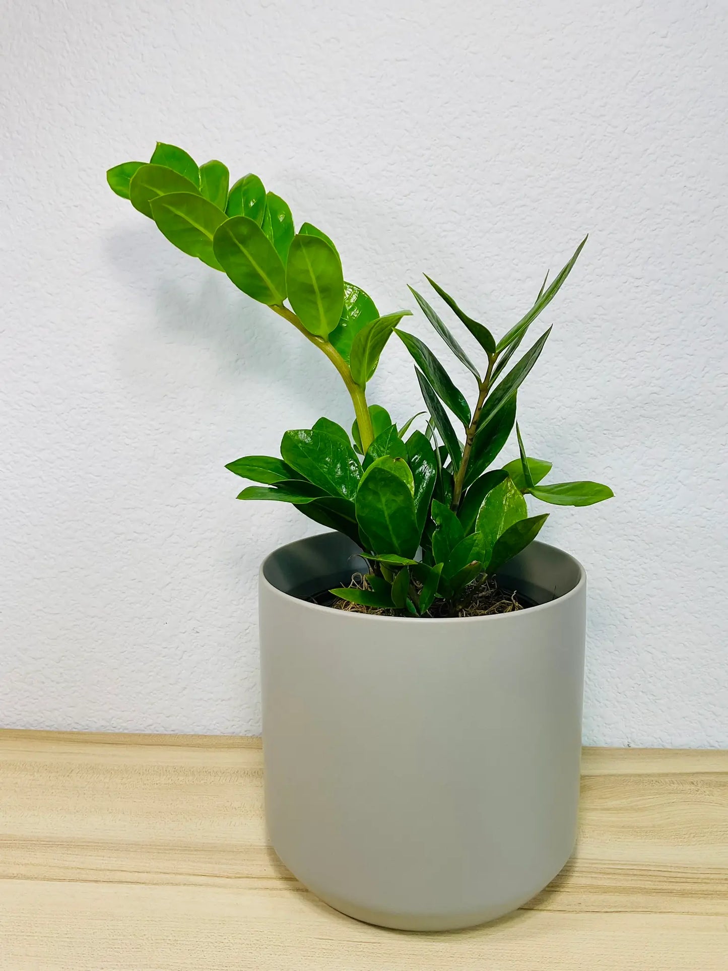 Medium ZZ Plant Green in gray ceramic pot – lush indoor plant gift, low maintenance, perfect for online gifting