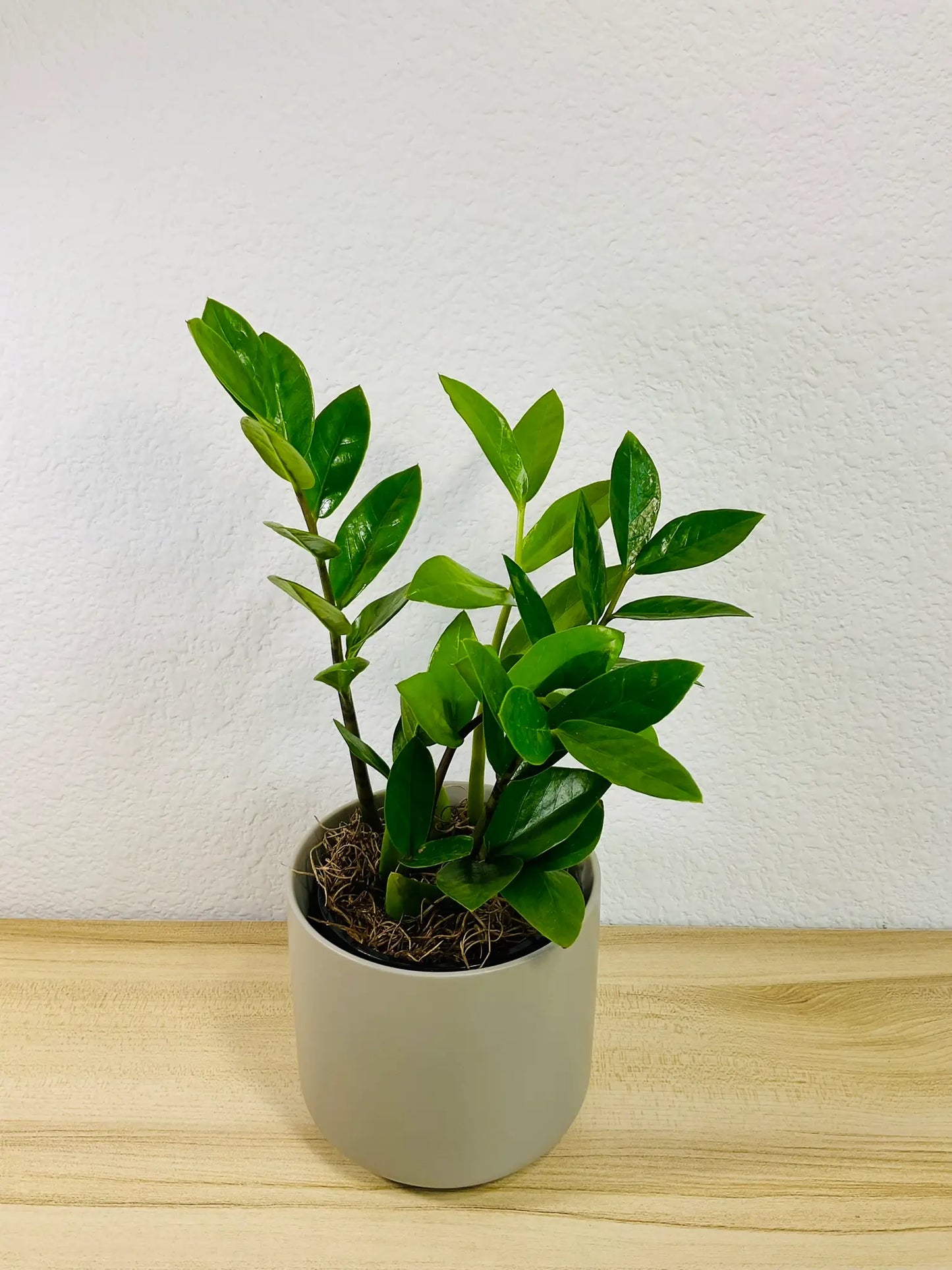 Small ZZ Plant Green in gray ceramic pot, tilt view– compact indoor plant gift with glossy leaves, easy care, send gift online