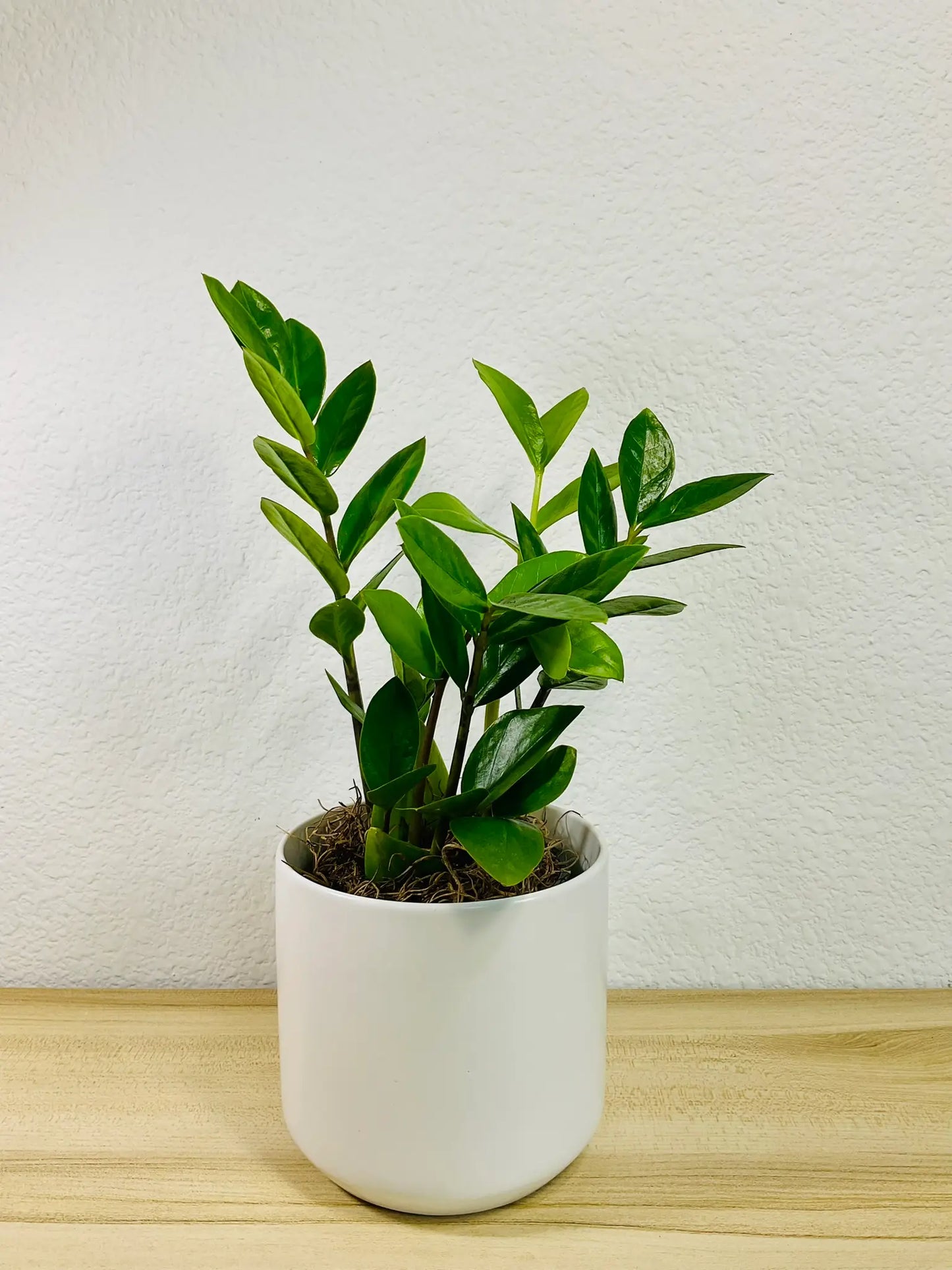 Small ZZ Plant Green in white ceramic pot– compact indoor plant gift with glossy leaves, easy care, send gift online