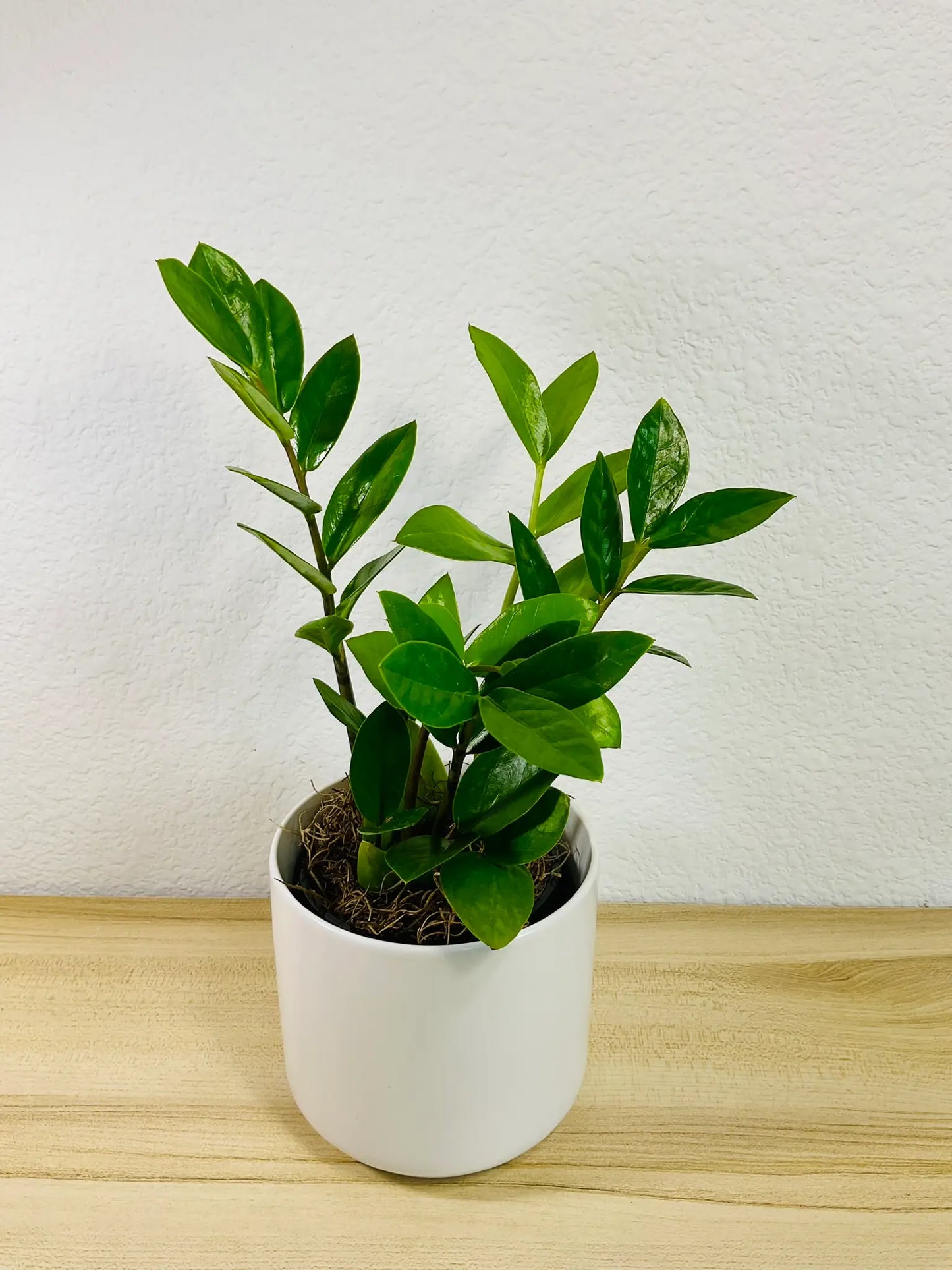 Small ZZ Plant Green in white ceramic pot, tilt view– compact indoor plant gift with glossy leaves, easy care, send gift online