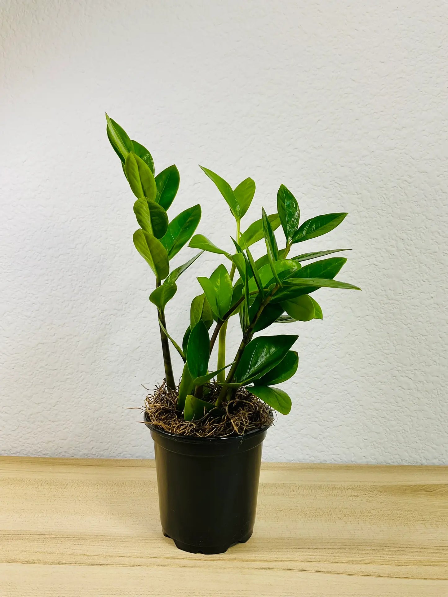 Small size Green ZZ Plant in black grow pot on table