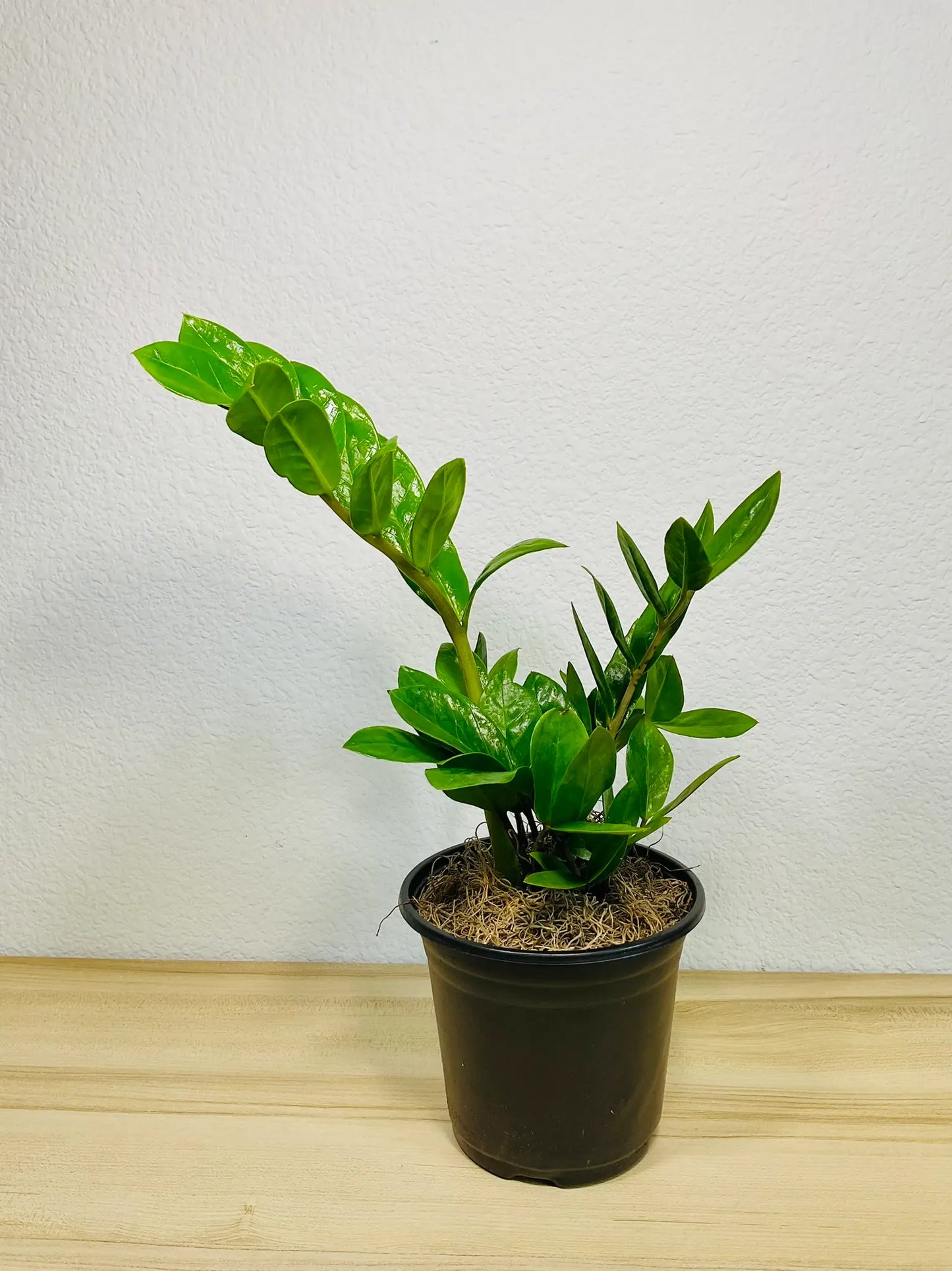 Medium size Green ZZ Plant in black grow pot on table - lush indoor plant gift, low maintenance, perfect for online gifting