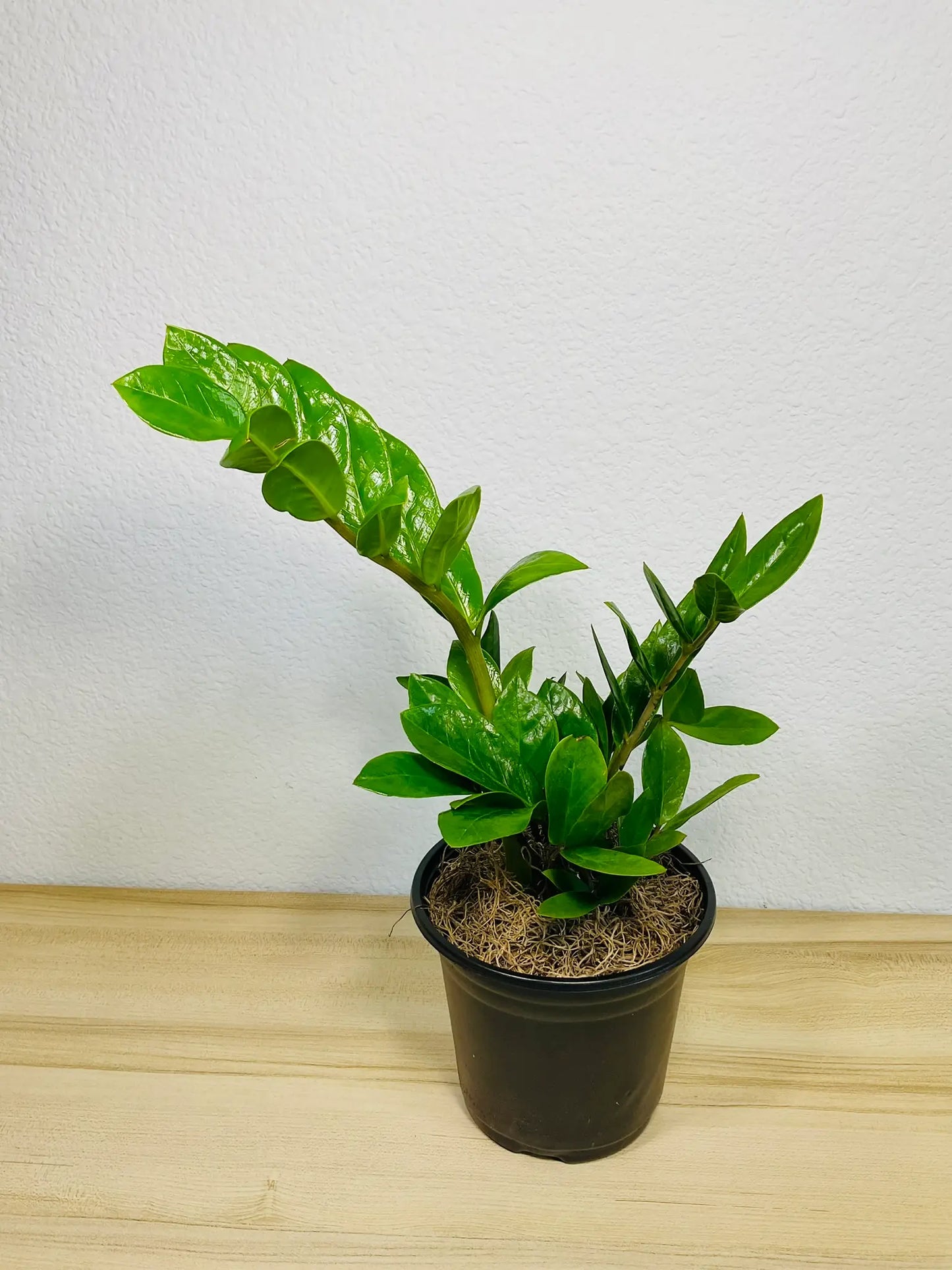 Medium size Green ZZ Plant in black grow pot, top view - lush indoor plant gift, low maintenance, perfect for online gifting