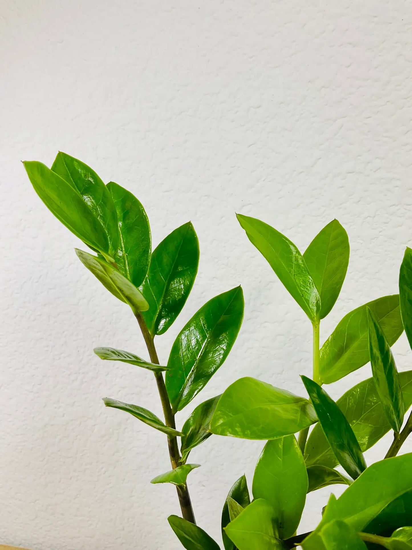 Up Close ZZ Plant leaves with glossy texture