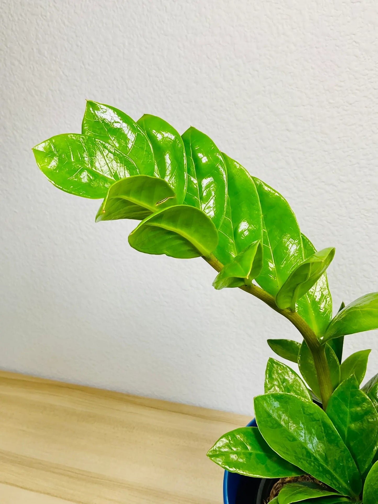 macro view of ZZ Plant leaves with glossy texture