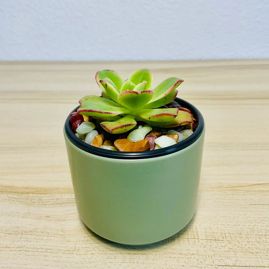 Aeonium Kiwi succulent with red-tipped rosette in round green ceramic pot
