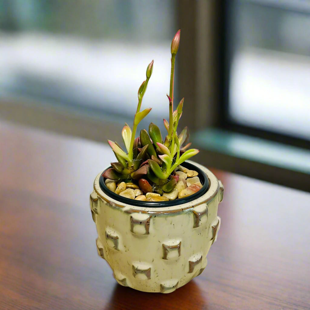 Purple Anacampseros succulent in tan ceramic pot with vibrant leaves