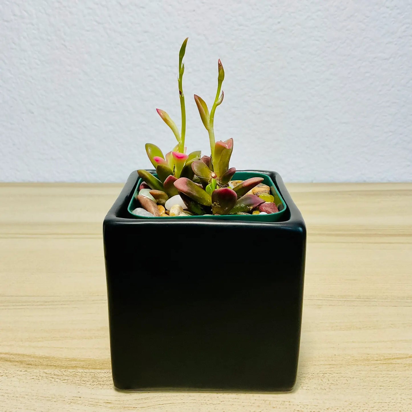 Purple Anacampseros succulent in black ceramic pot with vibrant leaves