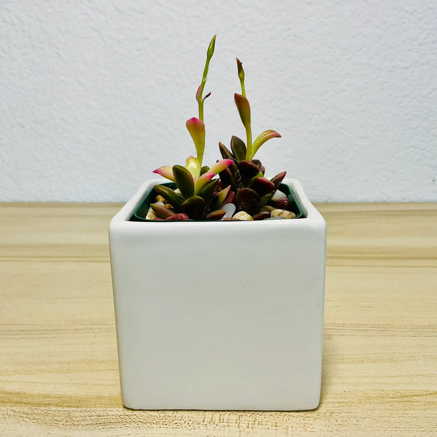 Purple Anacampseros succulent in white ceramic pot with vibrant leaves