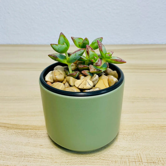 Crassula High Voltage succulent with red-edged leaves in green round ceramic pot