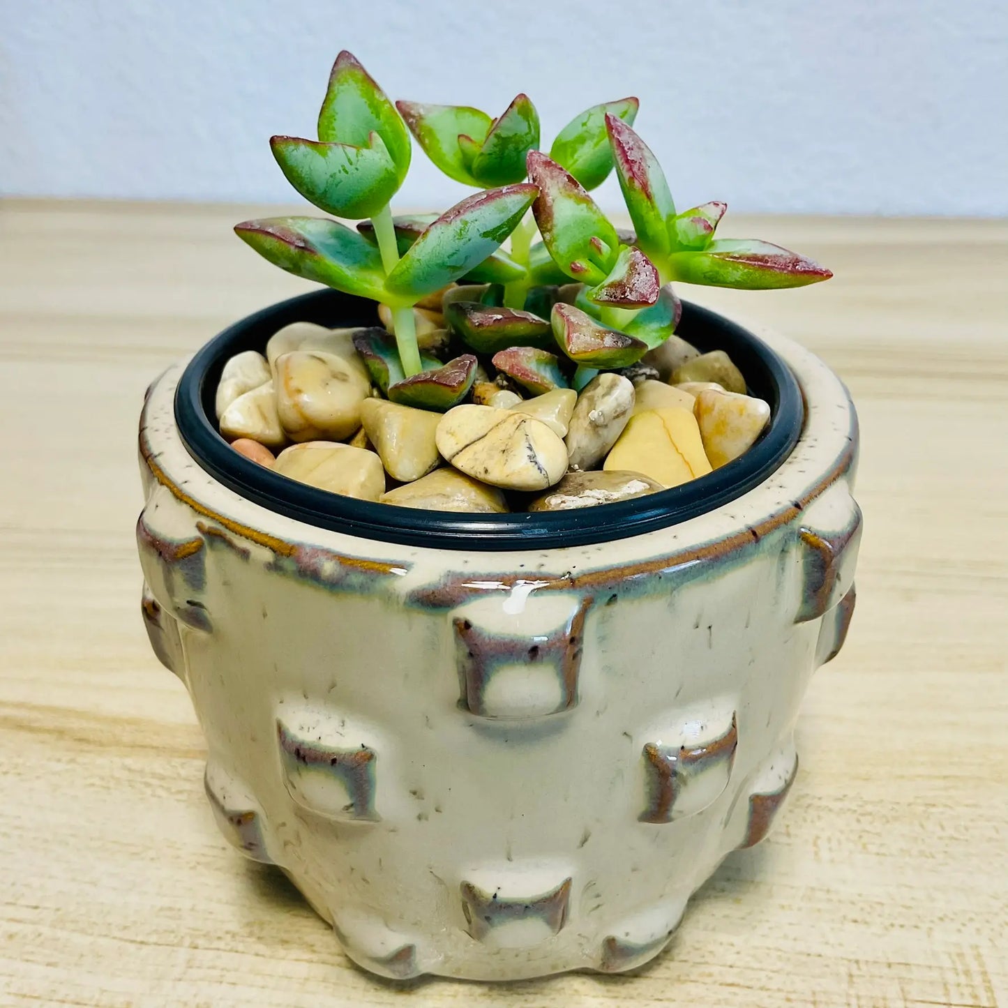 Crassula High Voltage succulent with red-edged leaves in tan designer round ceramic pot