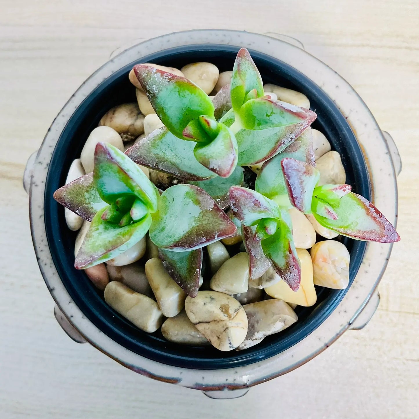 Crassula High Voltage succulent with red-edged leaves in tan round ceramic pot - top view